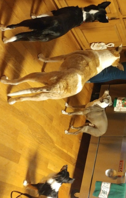 Panola Mountain Barkery is open for business!